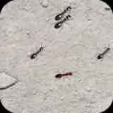 Squash These Ants 2